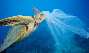 Una tortuga boba se acerca a una bolsa de plástico./WWF