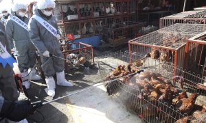 Trabajadores sanitarios desinfectan un mercado de animales vivos en la ciudad de Seongnam, al sur de Seúl, Corea del Sur. EFE/Archivo