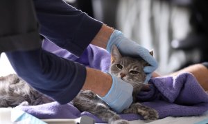 Una veterinaria examina a una gata durante la propagación del brote de la enfermedad por coronavirus (COVID-19) , en Manhattan, Nueva York. REUTERS / Caitlin Ochs