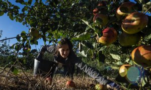 Una agricultora recoge frutas en Estrada, Galicia. AFP/Miguel Riopa