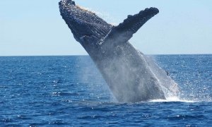 Una ballena jorobada sale a la superficie./ Pixabay