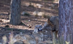 Dos lobos ibéricos del Centro del Lobo Ibérico en localidad de Robledo de Sanabria, en plena Sierra de la Culebra (Zamora). / Carlos Castro - EUROPA PRESS