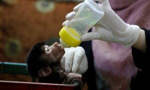 Un bebé babuino de un zoo. REUTERS/Raneen Sawafta