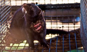 Un visón americano tiene parte del torso en carne viva en una granja peletera de España. Igualdad Animal