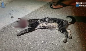 Grisito, el gato torturado hasta la muerte en Manacor. / POLICÍA NACIONAL/POLICÍA LOCAL DE MANACOR