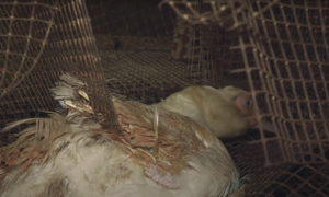 Captura de pantalla del vídeo de L214 donde se ve a uno de los patos que convive en la misma jaula con otros muertos. / L214