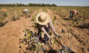 Ideas para una nueva agricultura de secano y contra el suicidio hídrico