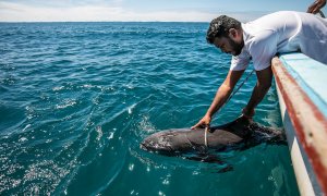 Un pescador recoge un delfín muerto en el Océano Índico frente a Grand Sable, Mauricio. EFE / EPA / LAURA MOROSOLI