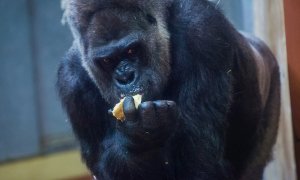 Imagen de archivo de un gorila en zoológico. EFE