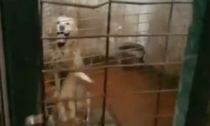 Perros rescatados de una vivienda insalubre en València. / POLICÍA LOCAL VALENCIA