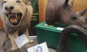Animales disecados en Alicante