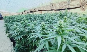 Plantas de cannabis en el invernadero de CTAEX en Villafranco del Guadiana (Badajoz) - CEDIDA