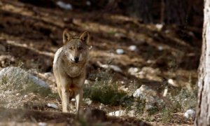 Ejemplar de lobo ibérico.