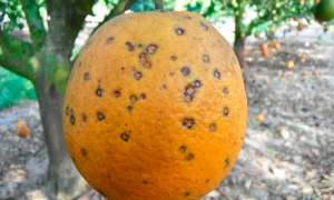 El hongo conocido como "mancha negra" en una naranja.