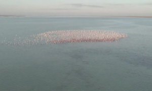 Miles de flamencos se reúnen en un lago de Kazajistán en plena migración hacia su lugar de invernada