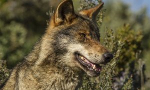Ecologismo de emergencia - La protección del lobo y el lobby feroz