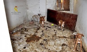 La Guardia Civil investiga a dos personas tras hallar siete perros muertos y otros 22 en pésimas condiciones en la localidad madrileña de Ambite de Tajuña.