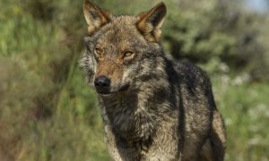 Ecologismo de emergencia - Dejen vivir al lobo