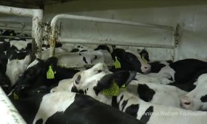 Un laboratorio analiza si las vacas atrapadas en un barco en Cartagena tienen el virus de la lengua azul