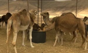 Fuerteventura busca promocionar la leche de camella, un producto gourmet de lujo