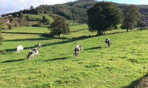 Asturies sigue sin marca propia de leche ecológica pese a aumentar su producción casi un 40% en 2020