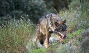 El Ayuntamiento elaborará una ordenanza de equilibrio entre el ganadero y el lobo