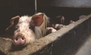Imagen de archivo de un cerdo en una granja. - PxHere (CCO)