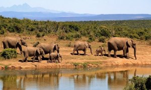 Una manada de elefantes en una foto de archivo.