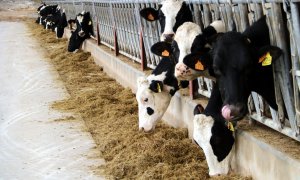 Vaques en una granja de Malla, a Osona.
