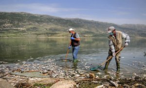 Voluntarios sacan con pala peces carpa muertos del lago Qaraoun en el valle de Beqaa en el este del Líbano