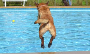 Perro tirándose a la piscina.