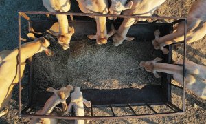 Imagen tomada desde un dron donde varias vacas se alimentan de paja en un prado de la localidad de Erdozain.