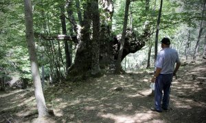 Marino, un vecino de El Tiemblo, observa un ejemplar de castaño en el paraje de el castañar, en la Reserva Natural de Iruelas.