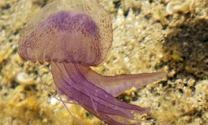 La medusa luminiscente (Pelagia noctiluca) es frecuente en el Mediterráneo.