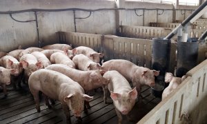 Una granja de porcs d'Alcarràs.