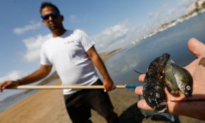 Una persona muestra varios ejemplares de peces muertos que han aparecido en varias zonas del Mar Menor, a 19 de agosto de 2021.