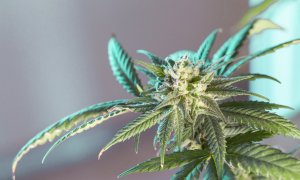 El Gobierno considera abordar "desde una perspectiva sanitaria" la regulación integral del cannabis