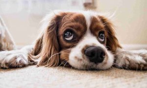 Las enfermedades más comunes que puede tener tu perro