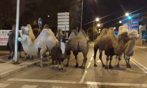 a Policía Nacional ha localizado esta madrugada a ocho camellos y una llama que paseaban por las calles del distrito madrileño de Carabanchel