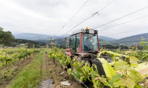 Un trabajador montado en un tractor trabaja en los viñedos.