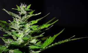Otras miradas - Unidas por la Regulación Integral del Cannabis