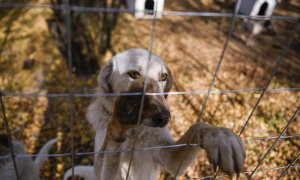 Un perro mira detrás de la cerca en un refugio para perros de Prishtina, cerca de la ciudad de Gracanica, el 12 de noviembre de 2021.