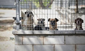 ARCHIVO. Varios perros apoyados en la verja de las instalaciones adecuadas en el albergue San Francisco de Asis de la Sociedad Protectora de Animales y Plantas de Madrid (SPAP).