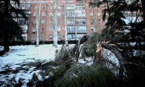 Un árbol dañado en el Parque de la Fuente del Berro en el distrito de Ventas, en Madrid, a 18 de enero de 2021.