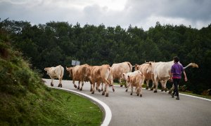 Dominio Público - En defensa del trabajo de cuidar vacas
