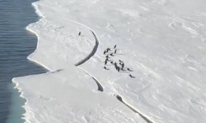 El vídeo "épico" de un grupo de pingüinos huyendo del deshielo: "Lo han celebrado como si hubieran ganado un Mundial"