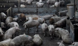 Una granja de cerdos de ganadería intensiva de Lleida en una imagen de archivo.