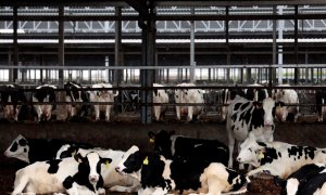 Vista general de la granja More Holstein en Bétera