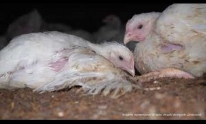 Denuncian graves deficiencias en macrogranjas de pollos de España