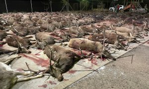 Cientos de ciervos y jabalíes abatidos en la finca 'Los Posteruelos', en Villaviciosa de Córdoba, a 30 de enero de 2022.